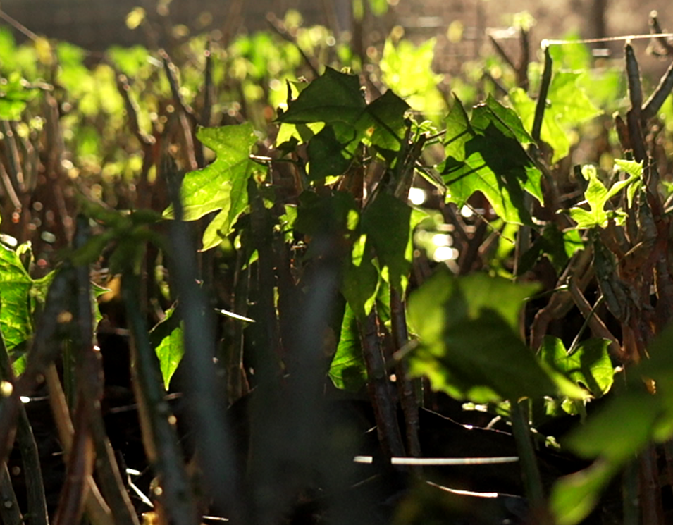 plant3